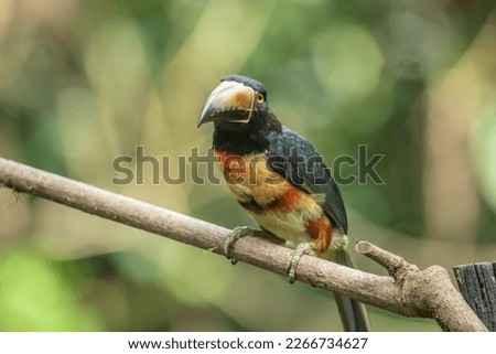Toucan Collared Aracari, Pteroglossus torquatus, bird with big bill. Toucan sitting on the moss branch in the forest, Boca Tapada, Costa Rica. Nature travel in central America