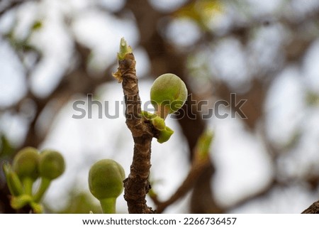 fruit of Dillenia obovate (Blume) Hoogland, its fruit are solitary, or in terminal racemes, on blurred background. focus on the fruit.
