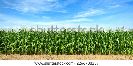 Panoramic view of Corn field plantation with blue sky background. Royalty-Free Stock Photo #2266738237