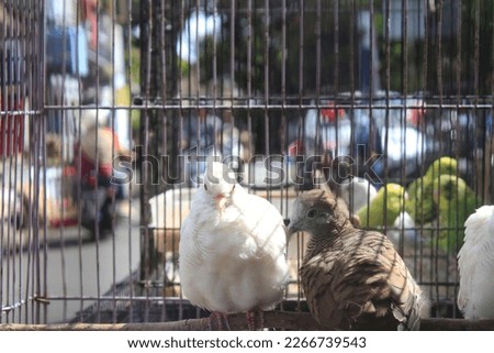 many types of birds are ready for sale