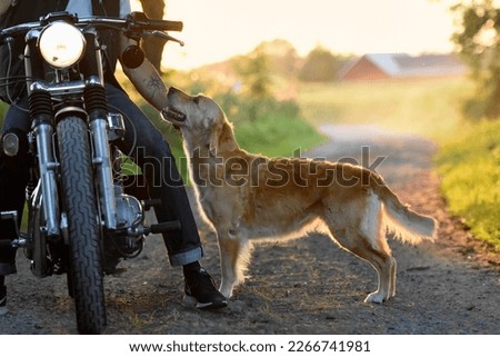Biker and golden retriever in summer sunset