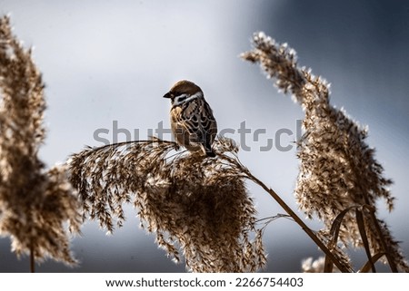 A selective focus of a long-tailed tit perched on yellow pampas grass with sunlit blurred background