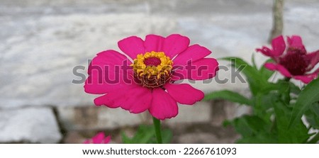Close up of pink Zinnia flower . Zinnia flower in the garden in Indonesia