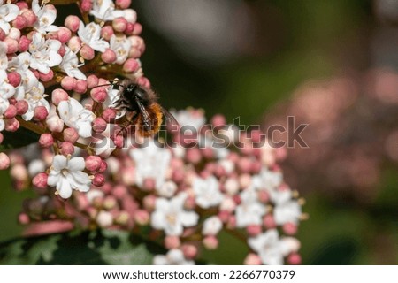 A European orchard bee isolated on wildflower. Blurred background. Selective focus. Osmia cornuta.
