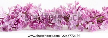 Lilac flowers closeup on a white background. Spring flowers for birthday Mothers or Womens Day. border banner. Royalty-Free Stock Photo #2266772139