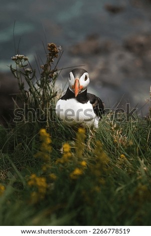Little Puffin on Staffa Island in Scotland. Cute Puffin isolated during moody weather. Atlantic Puffins bird, fratercula arctica or common Puffins in ocean blue background.