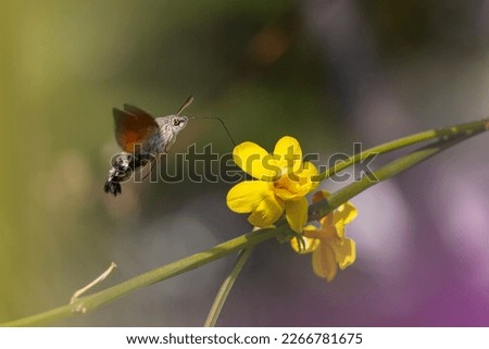 A hummingbird hawk moth on yellow flower. Macroglossum stellatarum.