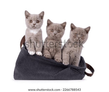 Row of 3 British Shorthair cat kittens, siting beside each in a rib cord basket. All looking towards camera. Isolated on a white background.