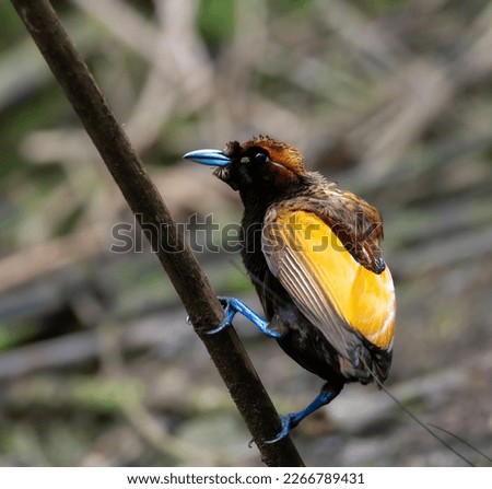 A Magnificent Bird of Paradise posing on a branch in a very remote area of west Papua, Indonesia Royalty-Free Stock Photo #2266789431