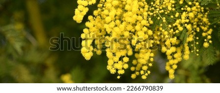 The Yellow Mimosa tree flowers in February. Spring yellow flowers of the mimosa on the branches of a tree. Natural floral background. banner Royalty-Free Stock Photo #2266790839