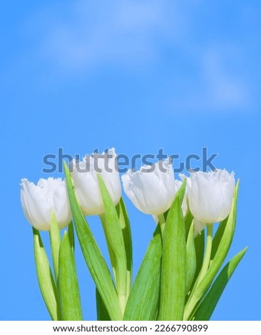 beautiful tulips on a blue sky background