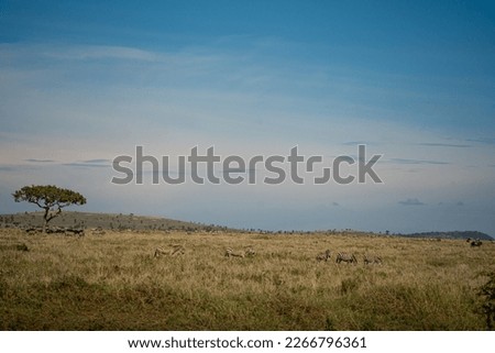 African savannah landscape with an acacia tree