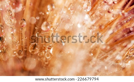 Dandelion seeds with water drops on colorful background 
