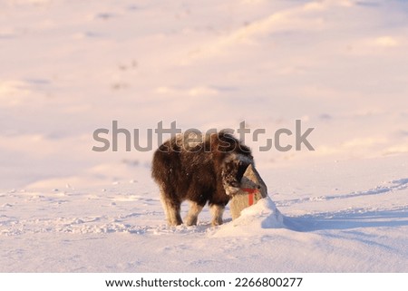 musk ox calf at a trail marker in winter in Dovrefjell-Sunndalsfjella National Park Norway