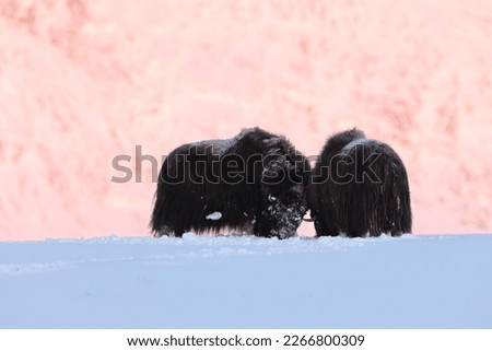 musk ox in the first morning light  in winter in Dovrefjell-Sunndalsfjella National Park Norway