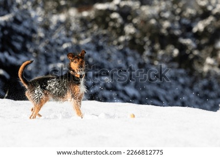 black and brown yorkshire mix with white chest, smiling playing with his yellow ball in a snowy field on a sunny day. background of snowy trees. copy space.