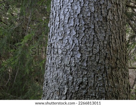 Close-up of spruce tree trunk Royalty-Free Stock Photo #2266813011