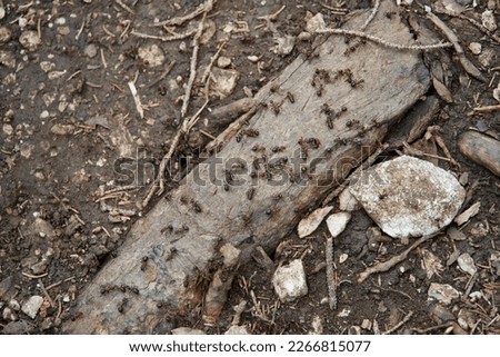 Group of worker ants. Fire ant working together. Teamwork. Insecticide. Flea, beetle or bug. Ant nest on rough dry wood. Textured surface. Pattern. Brown forest ground. Antsiness. Pest. Vermin. Hill.