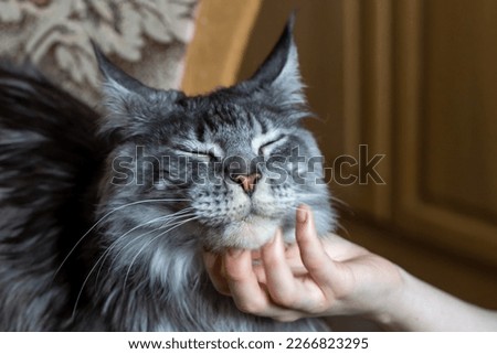 The owner is stroking a Maine Coon cat. Portrait of a cat. Pet care. Veterinary. Royalty-Free Stock Photo #2266823295