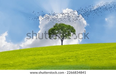 Silhouette of  birds flying over lone tree - Beautiful landscape view of green grass field with lone tree