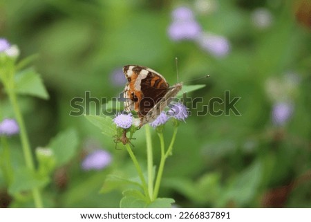 A little spider with spiked legs and a butterfly on a flower