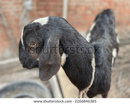 Goat asian goat of asian breed
