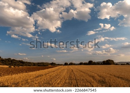 This breathtaking panoramic photograph captures the beauty of a summer sunset over the golden harvested cereal fields of Soria, Spain. The vibrant colors of the sky and clouds complement the warm ton