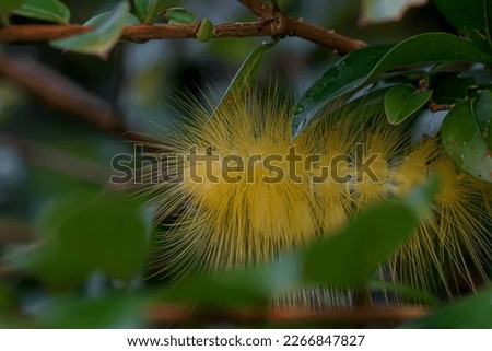 yellow hairy caterpillar on a tree branch in a park