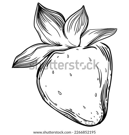 Strawberry Hand drawn outline with transparent background. Vector
