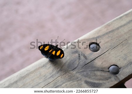 Butterfly on the wooden surface at Iguazu National park
