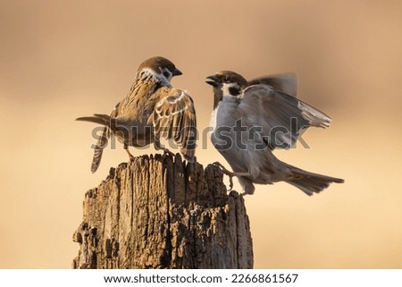 Fighting Eurasian Tree Sparrows (Passer montanus) on the branch in autumn Royalty-Free Stock Photo #2266861567
