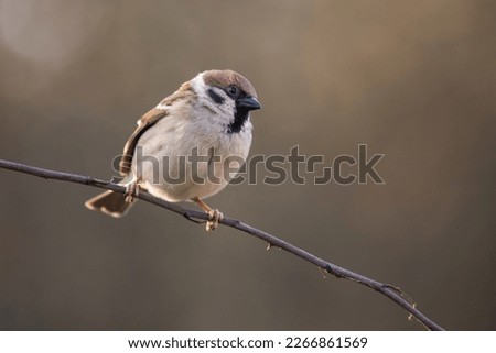 Eurasian Tree Sparrow (Passer montanus) on the branch in autumn Royalty-Free Stock Photo #2266861569