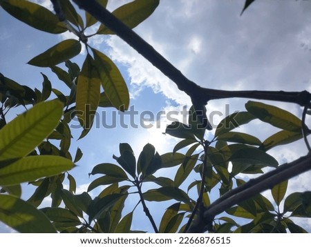 Low Angle View Of Tree Against Clear Blue Sky. Green leaf on blue sky background.