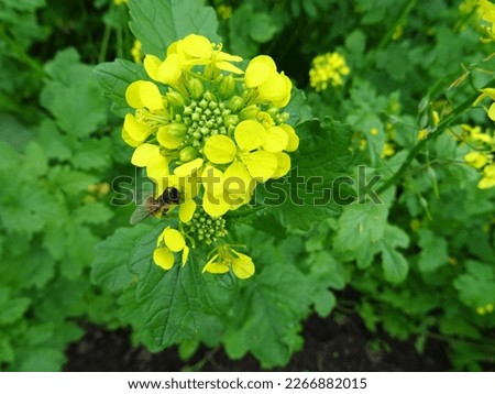  Growing mustard in natural conditions, young mustard plants in the field close-up, mustard flowers                              