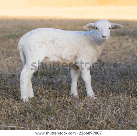 Little Katahdin sheep lamb standing on a grassy field in the shade Royalty-Free Stock Photo #2266899807