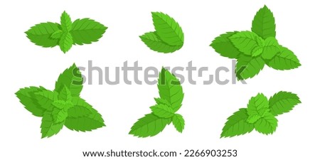Set of green mint leaves.Vector graphics. Royalty-Free Stock Photo #2266903253