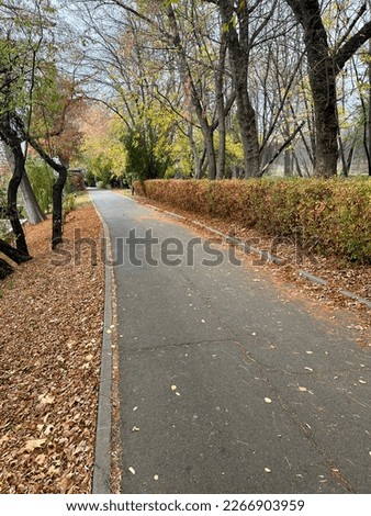 Close-up of park alley with yellow leaves on the ground and trees on the edge