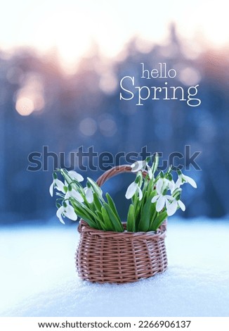 Hello Spring greeting card. snowdrops flowers in wicker basket on snow, abstract natural background. snowdrops - symbol of early spring season, gentle floral nature image