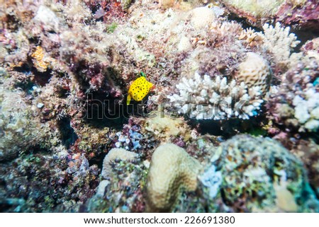 small yellow box fish