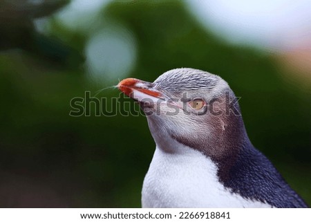 Close up portrait of an adult Yellow-eyed penguin or hoiho (Megadyptes antipodes) at the Katiki Point breeding colony, in South Island, New Zealand. Endangered species; endemic to New Zealand. 
