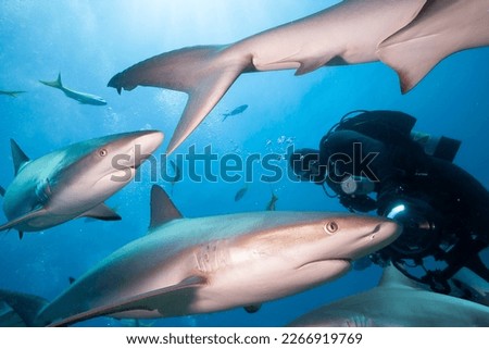 Underwater photographer and group of sharks.