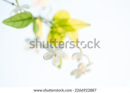 Background picture,flowers,Thai people call it Mok. The scientific name is Wrightia religiosa Benth. It is a small  white flower, very fragrant. Flower in the garden in the morning,soft light, fresh.