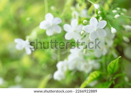 Background picture,flowers,Thai people call it Mok. The scientific name is Wrightia religiosa Benth. It is a small  white flower, very fragrant. Flower in the garden in the morning,soft light, fresh.