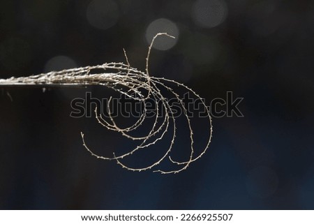 A view of a string from an old wood