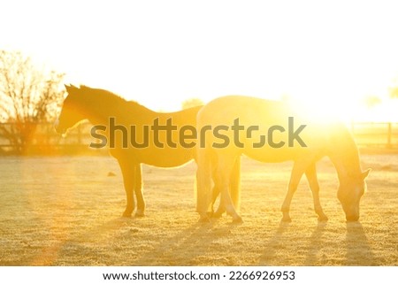 Horses standing on a frozen meadow