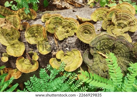 A bunch of trametes versicolor or turkey tail mushroom – also known as coriolus versicolor and polyporus versicolor – with contrasting concentric zones of color Royalty-Free Stock Photo #2266929835