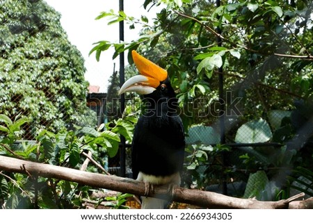Selective focus of rhinoceros hornbills perched on trees.