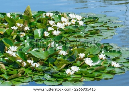 White water lily grows in clear pond. Group flowers lotus of blooming in lake. Nymphaea alba it has roots are long and floating wide green leaves. Blossom herbaceous aquatic plant of family nymphaeum. Royalty-Free Stock Photo #2266935415