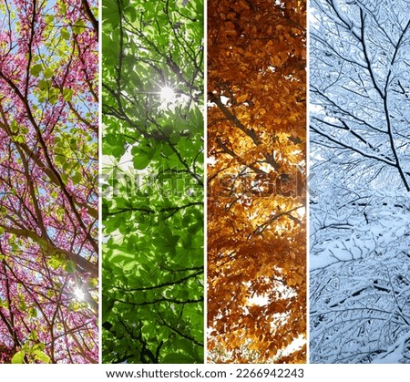 The change of the four seasons on a tree Royalty-Free Stock Photo #2266942243