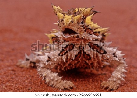 The thorny devil (Moloch horridus), also known commonly as the mountain devil, thorny lizard, thorny dragon, and moloch, is a species of lizard in the family Agamidae. Royalty-Free Stock Photo #2266956991